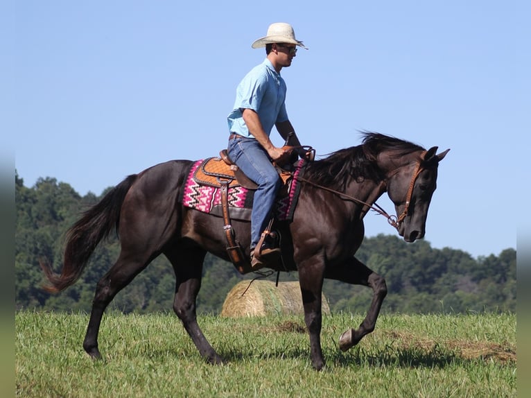 American Quarter Horse Wallach 16 Jahre 163 cm Rappe in Mount Vernon KY