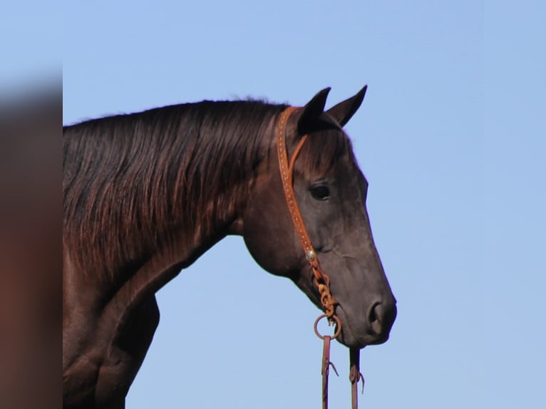 American Quarter Horse Wallach 16 Jahre 163 cm Rappe in Mount Vernon KY