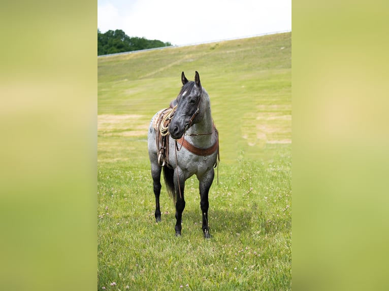 American Quarter Horse Wallach 16 Jahre 163 cm Roan-Blue in Middletown OH