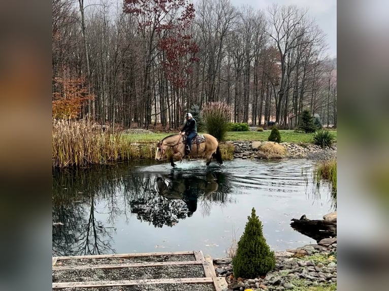 American Quarter Horse Wallach 16 Jahre 165 cm Buckskin in Everette PA