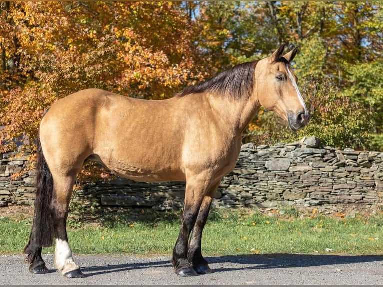 American Quarter Horse Wallach 16 Jahre 165 cm Buckskin in Everette PA