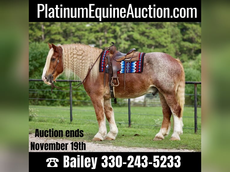 American Quarter Horse Wallach 16 Jahre 175 cm Roan-Red in Huntsville TX