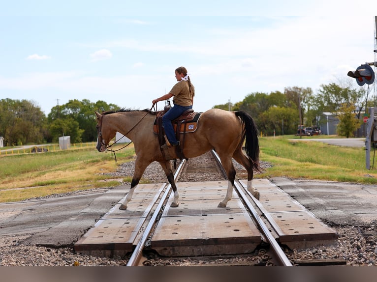 American Quarter Horse Wallach 16 Jahre Buckskin in Terrell