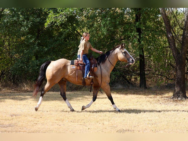 American Quarter Horse Wallach 16 Jahre Buckskin in Terrell