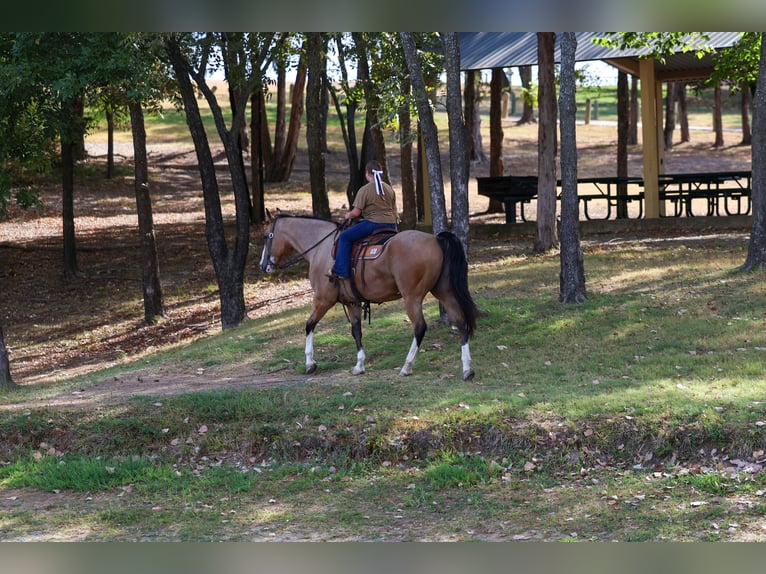 American Quarter Horse Wallach 16 Jahre Buckskin in Terrell