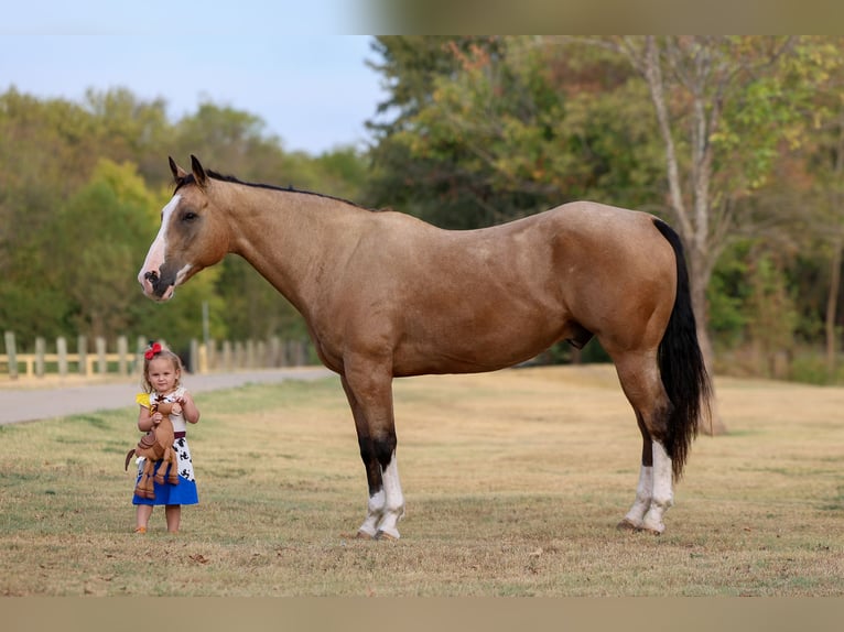 American Quarter Horse Wallach 16 Jahre Buckskin in Terrell
