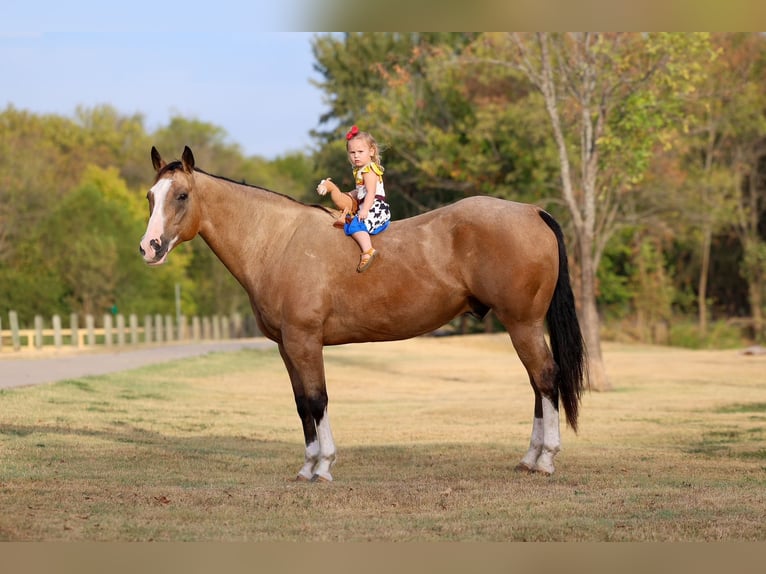 American Quarter Horse Wallach 16 Jahre Buckskin in Terrell