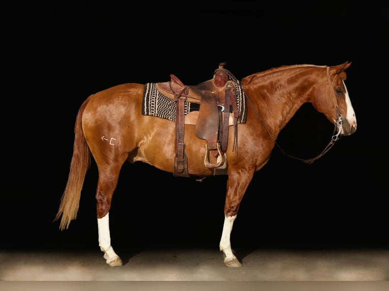 American Quarter Horse Wallach 16 Jahre Dunkelfuchs in Amarillo TX