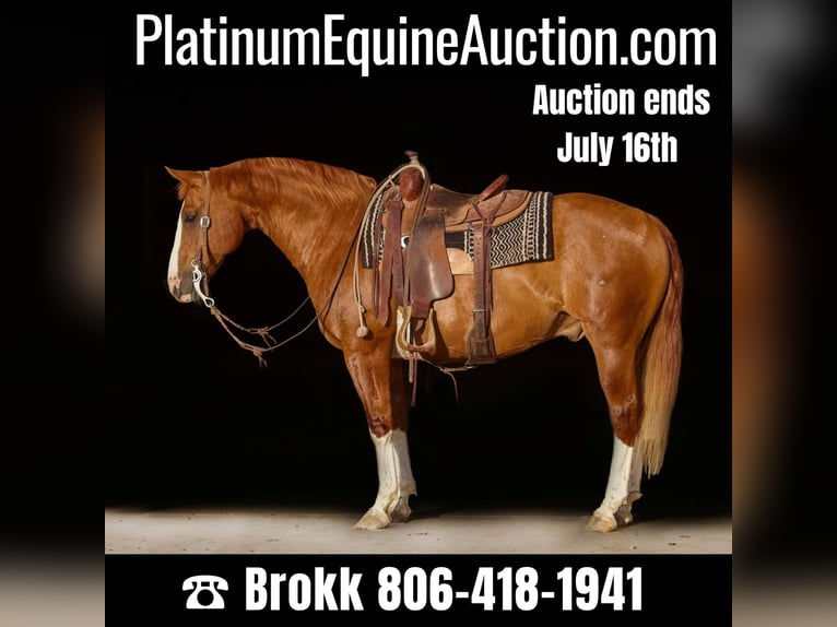 American Quarter Horse Wallach 16 Jahre Dunkelfuchs in Amarillo TX