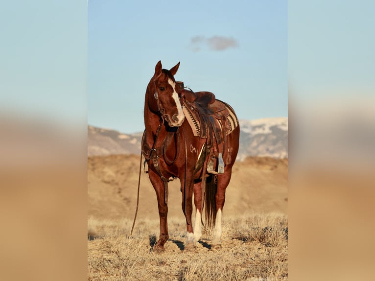 American Quarter Horse Wallach 16 Jahre Dunkelfuchs in Lovell