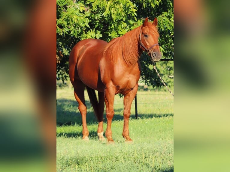 American Quarter Horse Wallach 16 Jahre Dunkelfuchs in stephenville TX