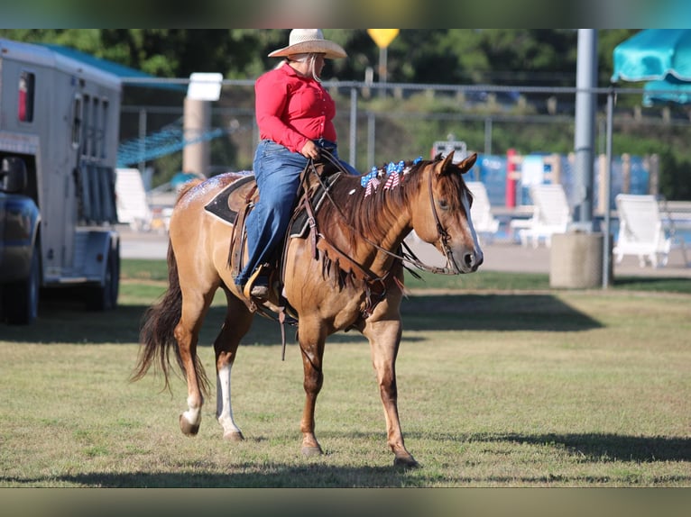 American Quarter Horse Wallach 16 Jahre Falbe in Stephenville TX