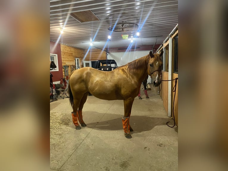 American Quarter Horse Wallach 16 Jahre Falbe in TOMAH, WI