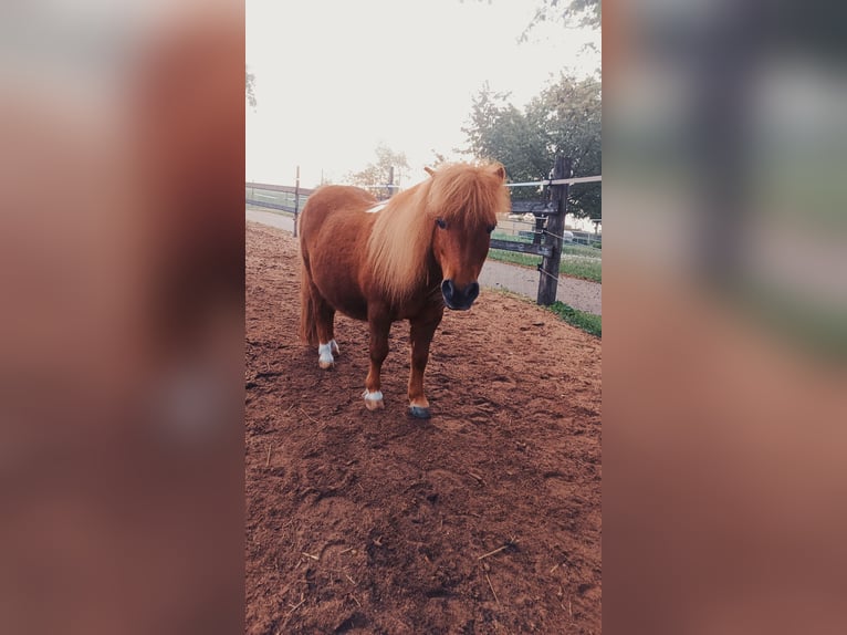 American Quarter Horse Wallach 16 Jahre  in Alesheim