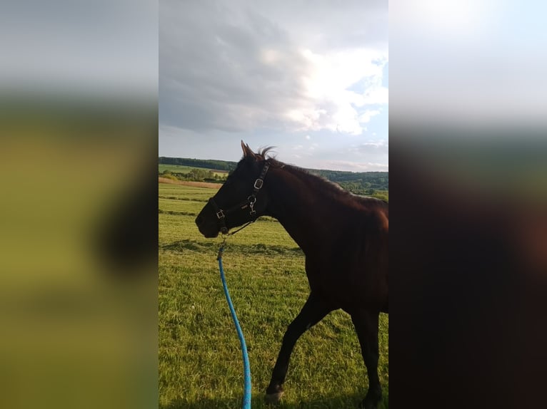 American Quarter Horse Wallach 16 Jahre  in Alesheim
