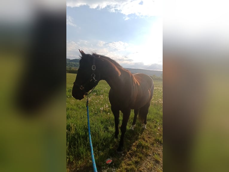 American Quarter Horse Wallach 16 Jahre  in Alesheim