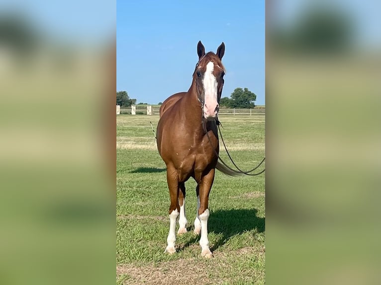 American Quarter Horse Wallach 16 Jahre Overo-alle-Farben in Pilot point TX