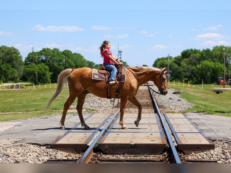American Quarter Horse Wallach 16 Jahre Palomino in Forney