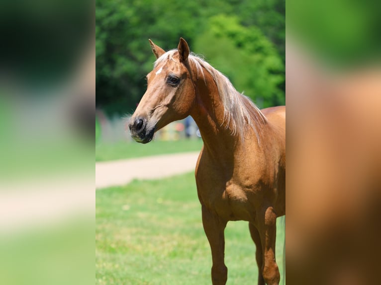 American Quarter Horse Wallach 16 Jahre Palomino in Forney