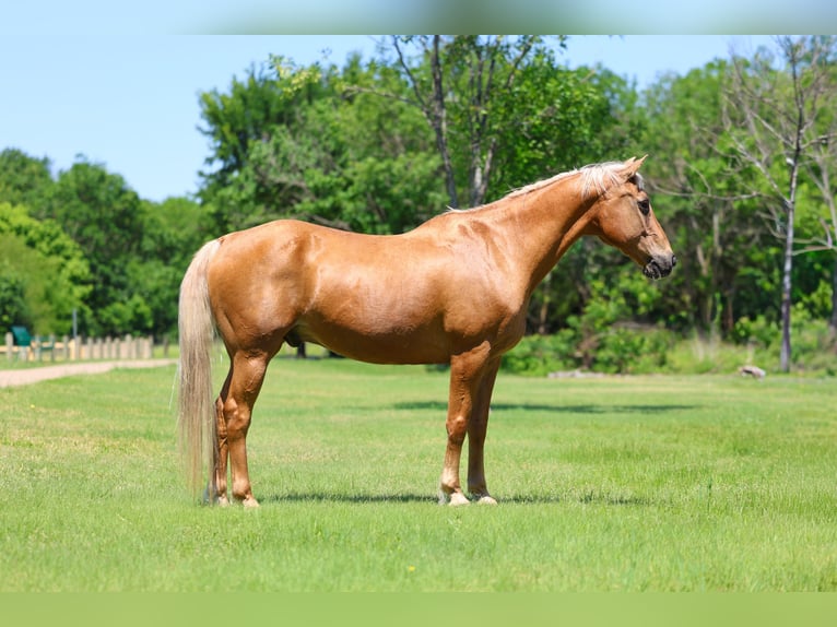 American Quarter Horse Wallach 16 Jahre Palomino in Forney