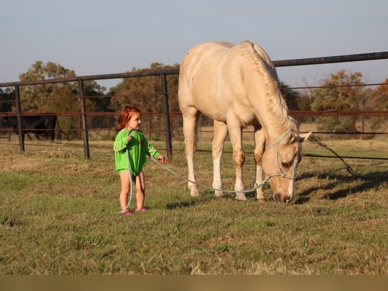 American Quarter Horse Wallach 16 Jahre Palomino in Canton TX