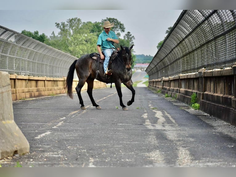 American Quarter Horse Wallach 16 Jahre Roan-Bay in Sweet Springs MO