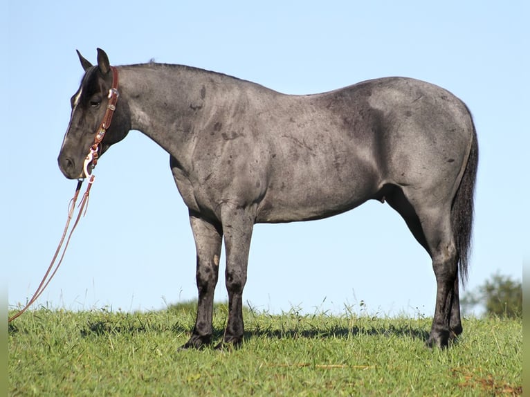 American Quarter Horse Wallach 16 Jahre Roan-Blue in Mount vernon Ky