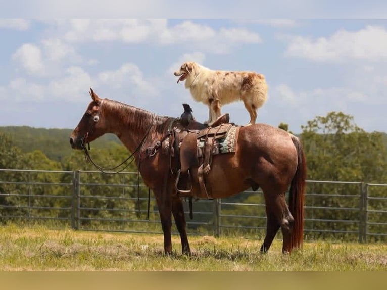American Quarter Horse Wallach 16 Jahre Roan-Red in Quitman