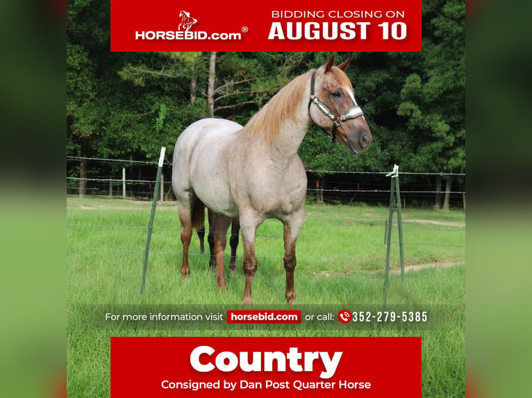 American Quarter Horse Wallach 16 Jahre Roan-Red in Brooksville