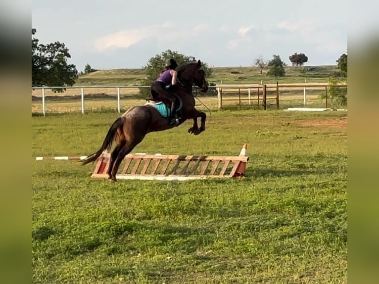 American Quarter Horse Wallach 16 Jahre Roan-Red in Stephenville TX