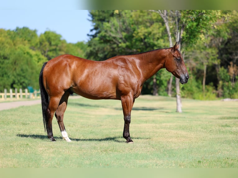 American Quarter Horse Wallach 16 Jahre Rotbrauner in Terrell