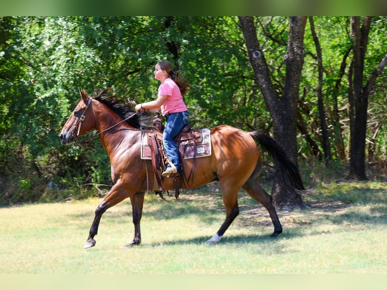 American Quarter Horse Wallach 16 Jahre Rotbrauner in Terrell