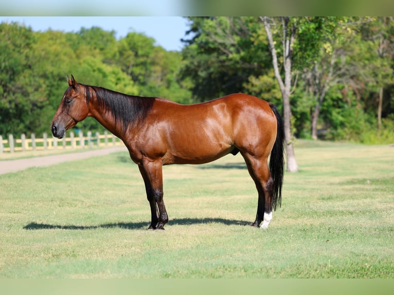 American Quarter Horse Wallach 16 Jahre Rotbrauner in Terrell