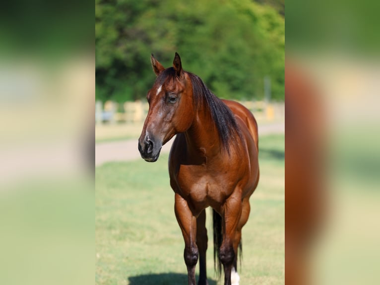 American Quarter Horse Wallach 16 Jahre Rotbrauner in Terrell