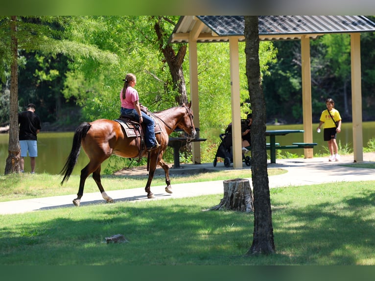 American Quarter Horse Wallach 16 Jahre Rotbrauner in Terrell