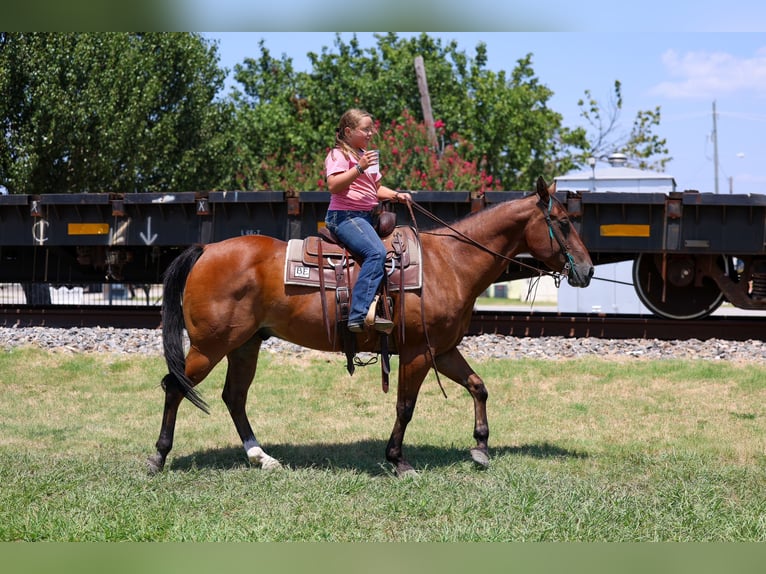 American Quarter Horse Wallach 16 Jahre Rotbrauner in Terrell