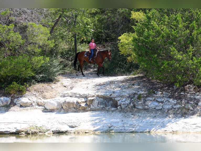 American Quarter Horse Wallach 16 Jahre Rotbrauner in Terrell