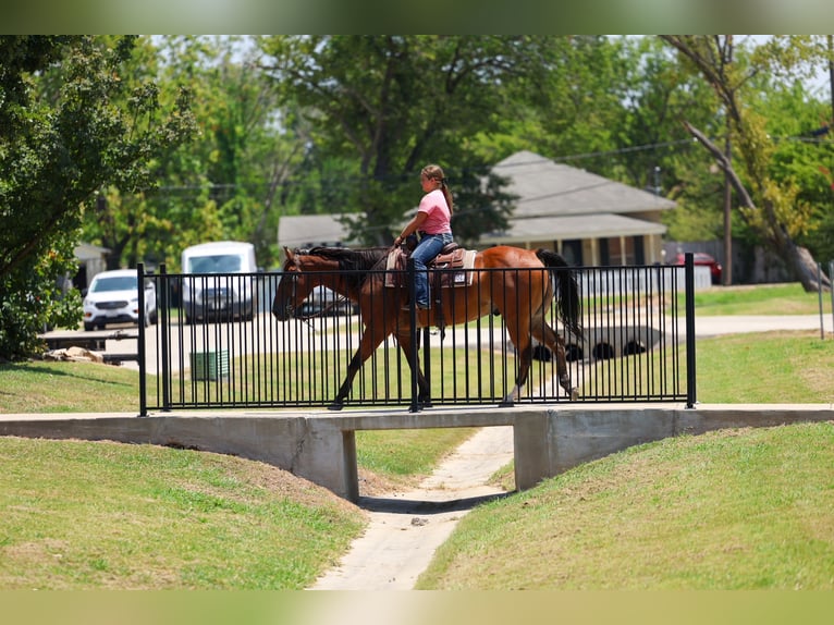 American Quarter Horse Wallach 16 Jahre Rotbrauner in Terrell