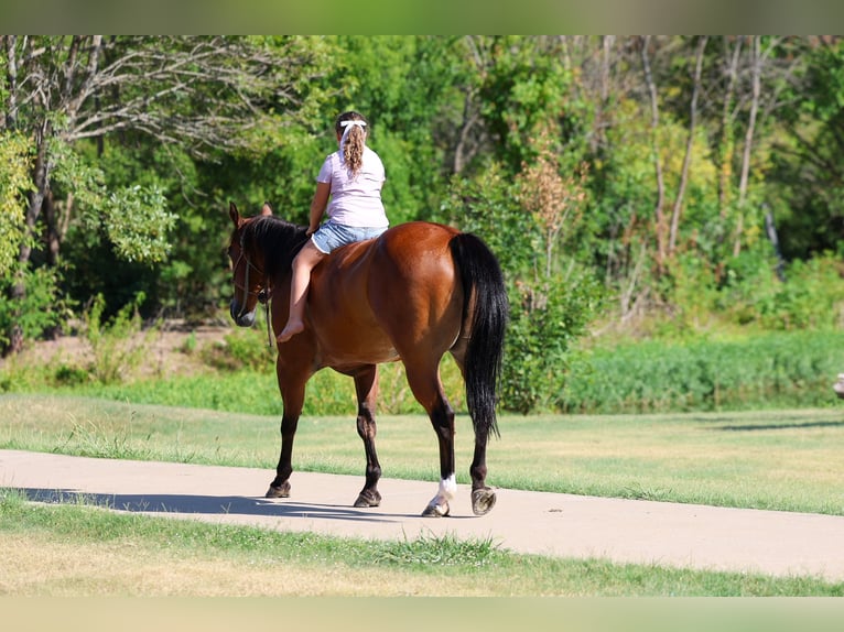 American Quarter Horse Wallach 16 Jahre Rotbrauner in Terrell