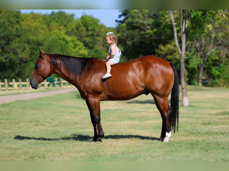 American Quarter Horse Wallach 16 Jahre Rotbrauner in Terrell