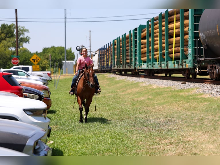 American Quarter Horse Wallach 16 Jahre Rotbrauner in Terrell
