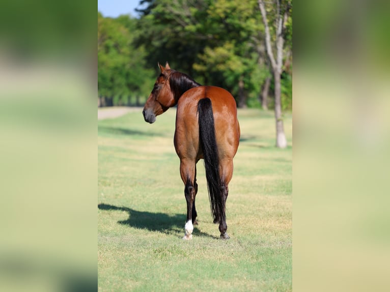 American Quarter Horse Wallach 16 Jahre Rotbrauner in Terrell