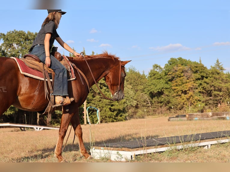 American Quarter Horse Wallach 16 Jahre Rotfuchs in Stillwater