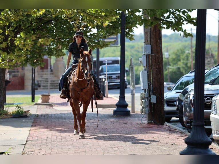 American Quarter Horse Wallach 16 Jahre Rotfuchs in Stillwater