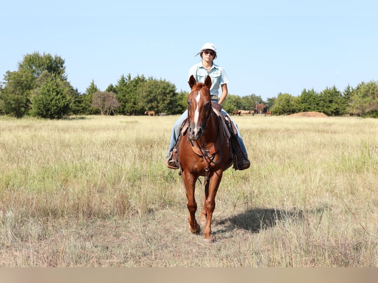 American Quarter Horse Wallach 16 Jahre Rotfuchs in Stillwater