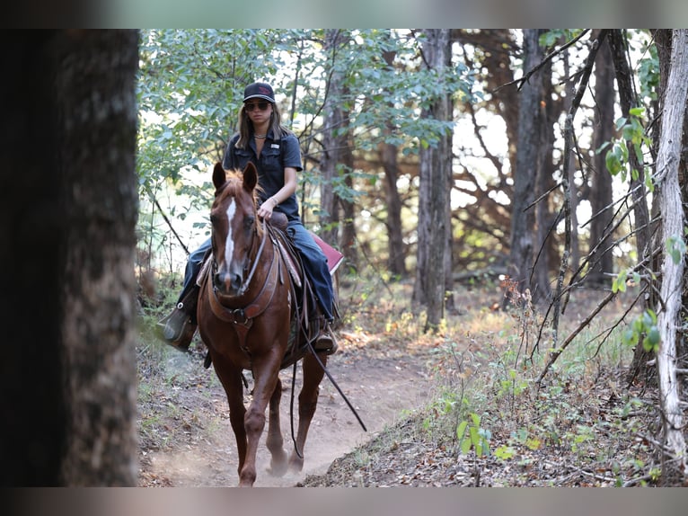 American Quarter Horse Wallach 16 Jahre Rotfuchs in Stillwater