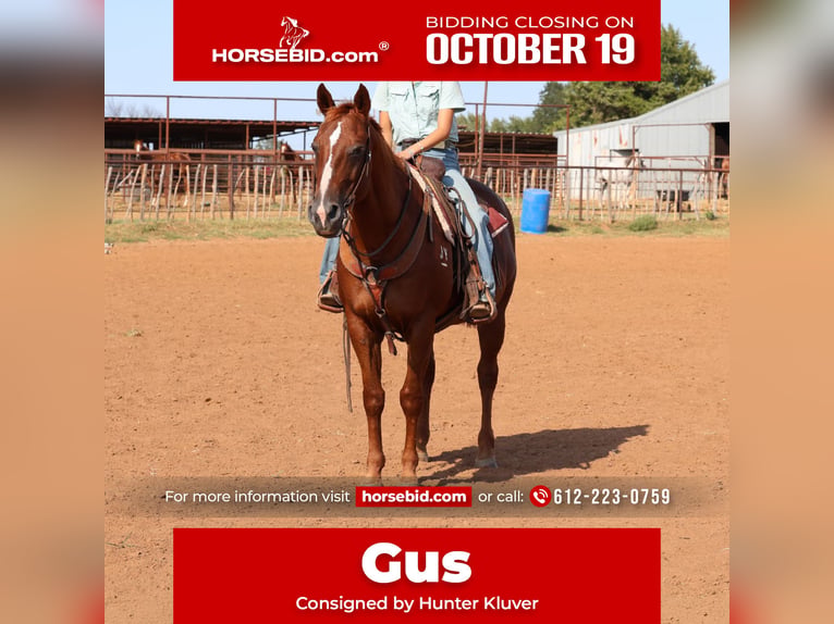 American Quarter Horse Wallach 16 Jahre Rotfuchs in Stillwater
