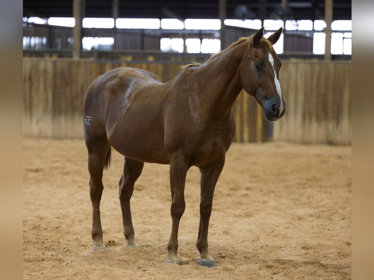 American Quarter Horse Wallach 16 Jahre Rotfuchs in Stillwater