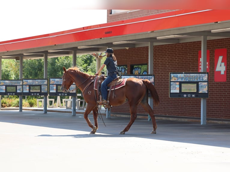 American Quarter Horse Wallach 16 Jahre Rotfuchs in Stillwater