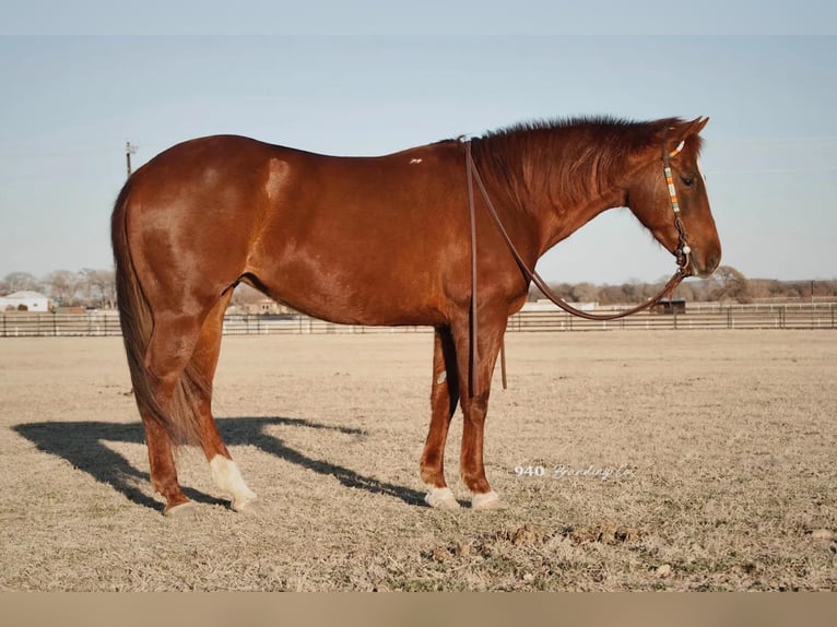 American Quarter Horse Wallach 16 Jahre Rotfuchs in Weatherford, TX